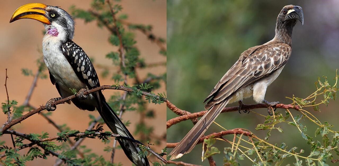 Kenya Coastal Birding Safari