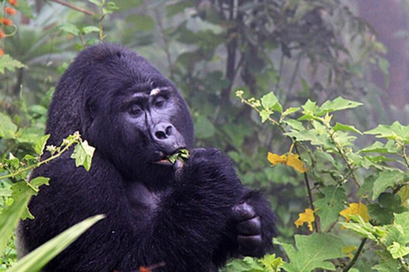 Gorillas Of Rwanda