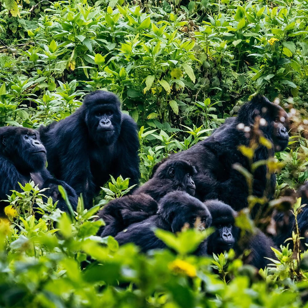 Gorilla Trekking, Rwanda https://affabletours.com/wp-content/uploads/2022/01/Gorilla.jpg