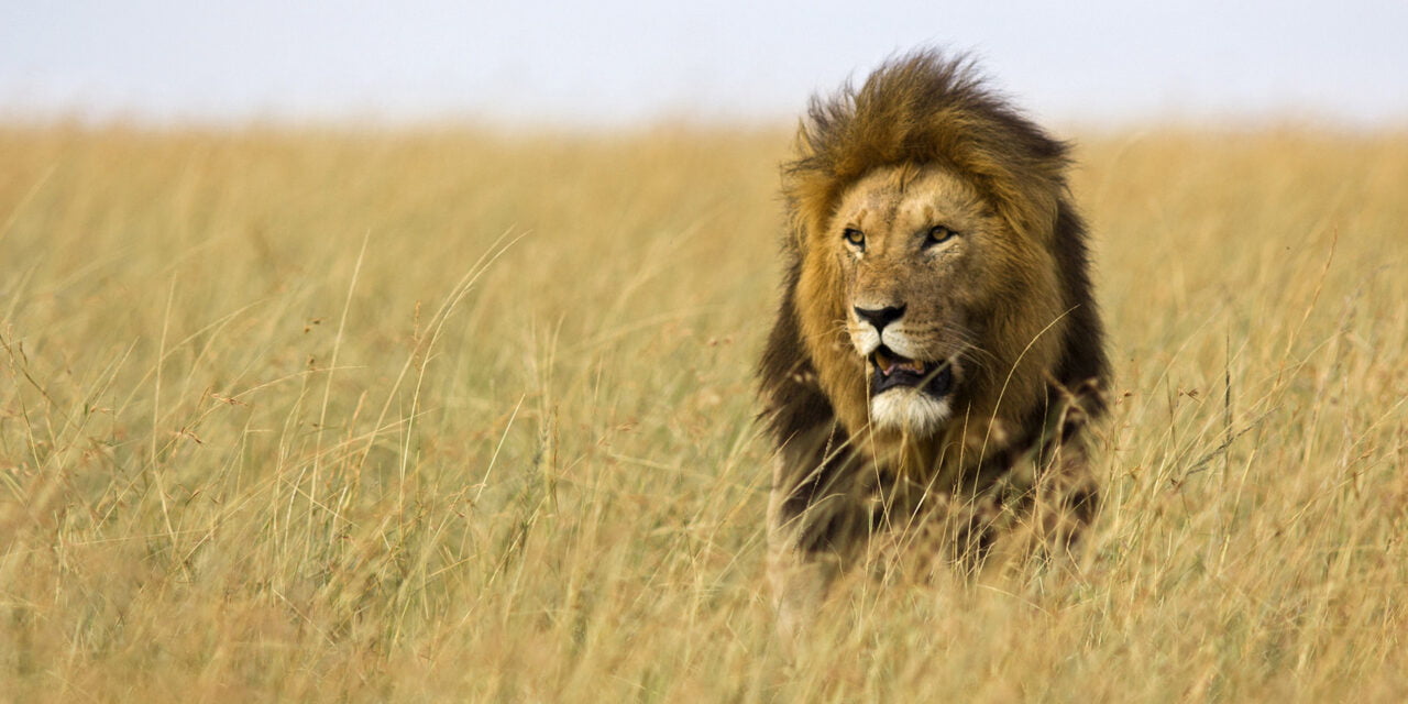 Maasai Mara Simba Safari