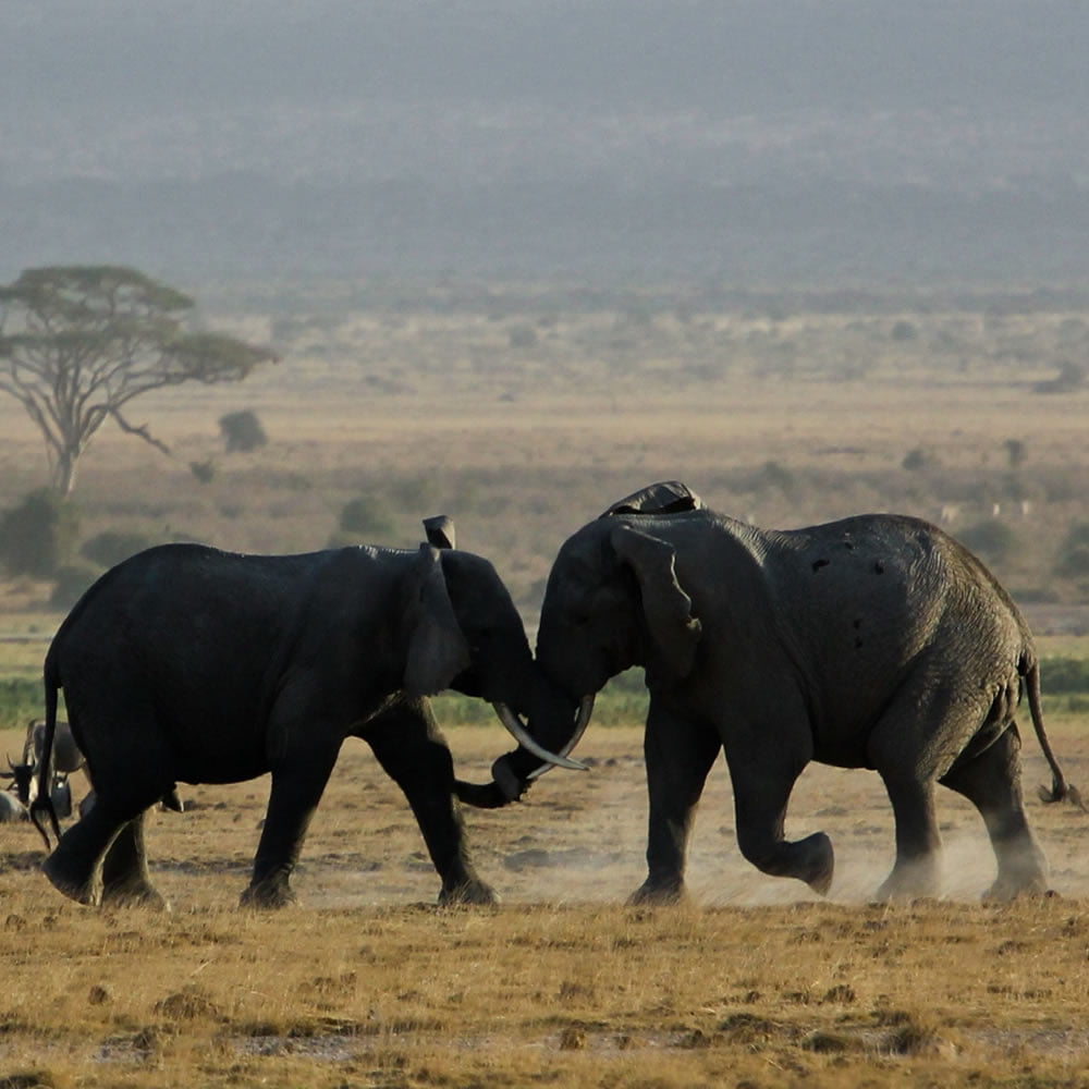 Amboseli National Park, Kenya https://affabletours.com/wp-content/uploads/2022/02/Elephants_Amboseli_Kenya.jpg