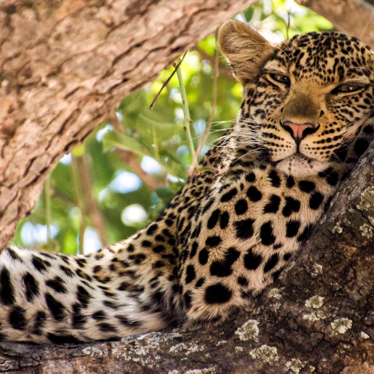 Ruaha Camping Safari, Tanzania Ruaha Camping Safari, Tanzania