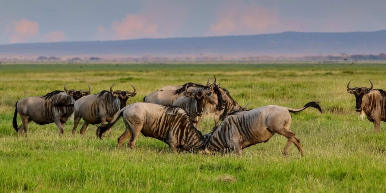 Kenya & Tanzania Safari Under Canvas