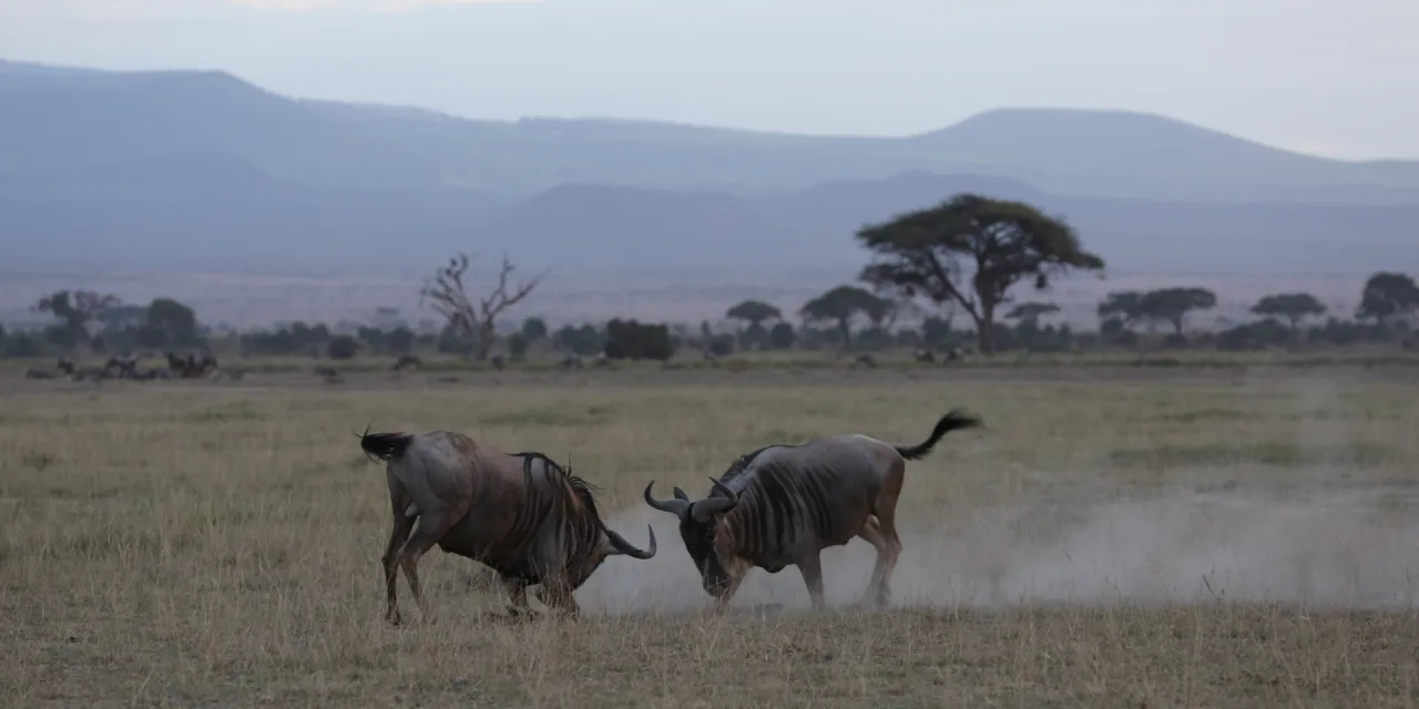 East Africa’s Tourism Boom: Why 2027 Is the Perfect Time to Explore Kenya’s Conservancies