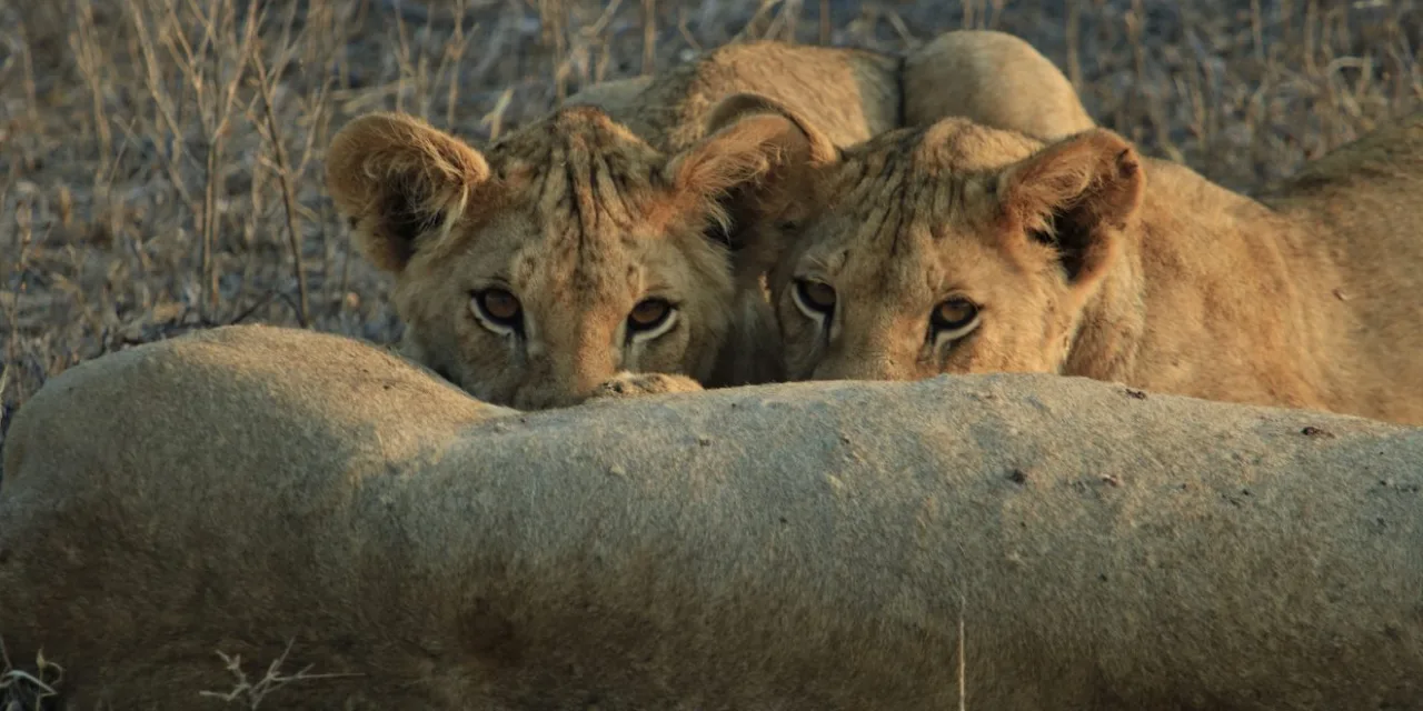Best of Kenya & Tanzania Safari: Masai Mara to Serengeti