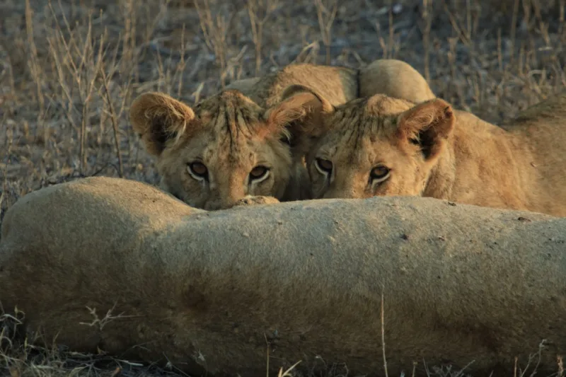 Best of Kenya & Tanzania Safari: Masai Mara to Serengeti