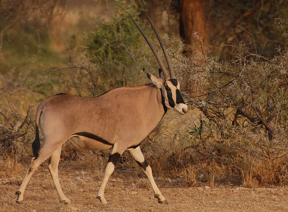 https://affabletours.com/wp-content/uploads/2026/09/Beisa_Oryx.webp