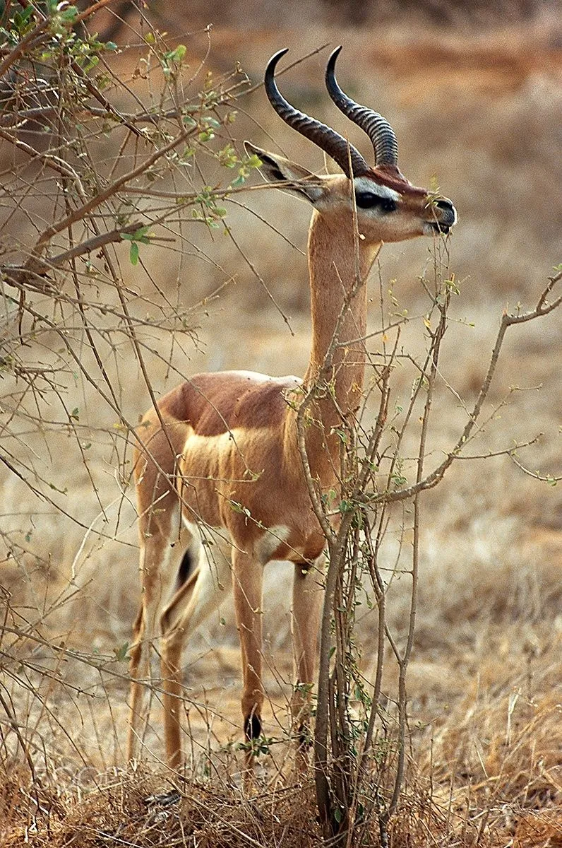 https://affabletours.com/wp-content/uploads/2026/09/Gerenuk-1.webp