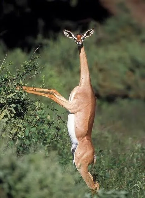 https://affabletours.com/wp-content/uploads/2026/09/Gerenuk2.webp