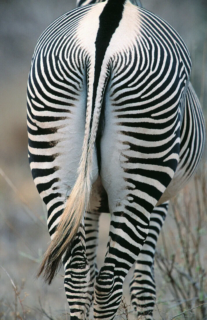 https://affabletours.com/wp-content/uploads/2026/09/Grevy-s-Zebra-Samburu-Game-Reserve-Kenya.webp
