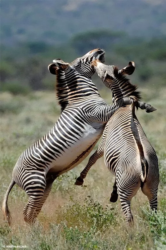 https://affabletours.com/wp-content/uploads/2026/09/Grevys-Zebra.webp