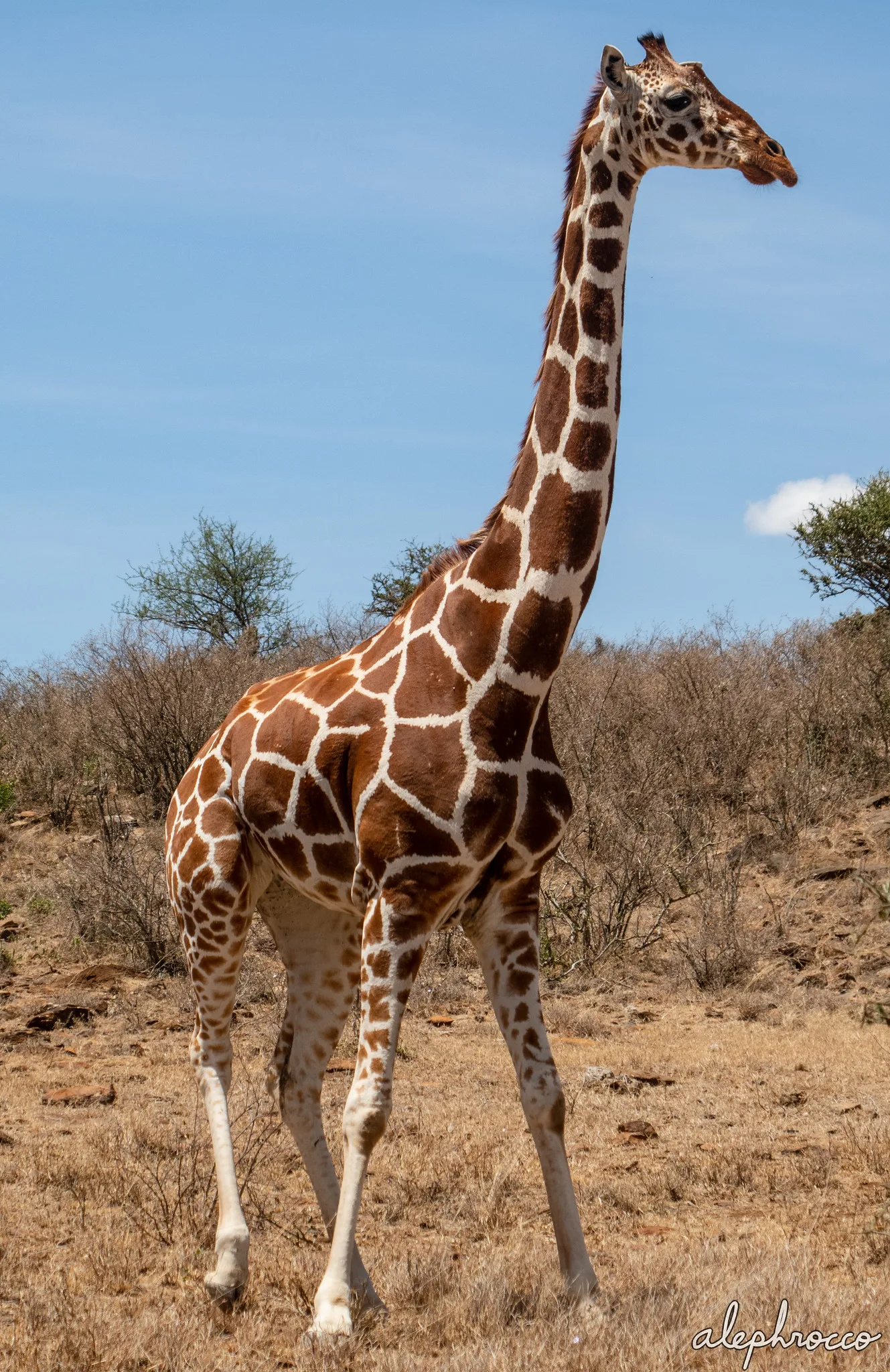 https://affabletours.com/wp-content/uploads/2026/09/Reticulated-Giraffe-1.webp