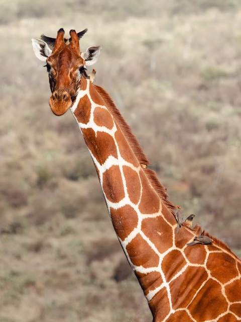https://affabletours.com/wp-content/uploads/2026/09/Reticulated-Giraffe1.avif